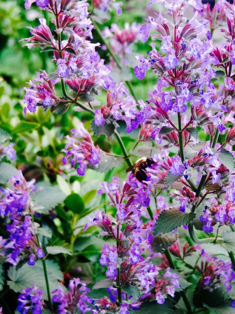 Close-up of purple flower