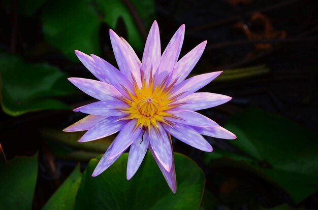 Photo close-up of purple flower