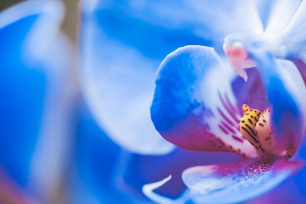 Foto prossimo piano del fiore viola