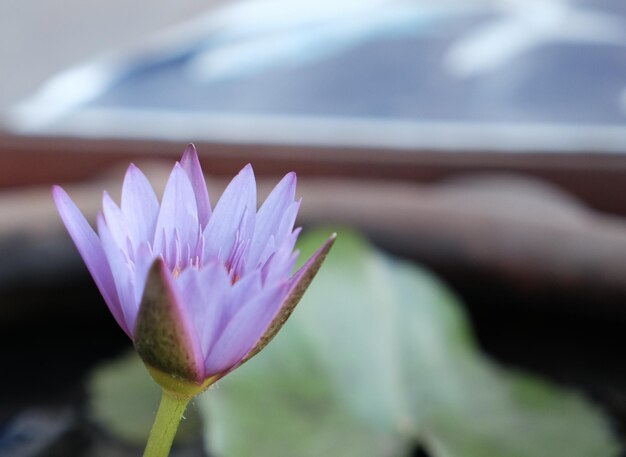 Photo close-up of purple flower