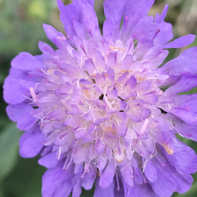 Close-up of purple flower