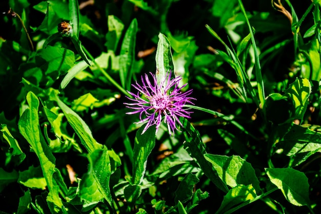 Foto prossimo piano del fiore viola