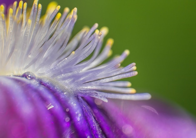 Foto prossimo piano del fiore viola