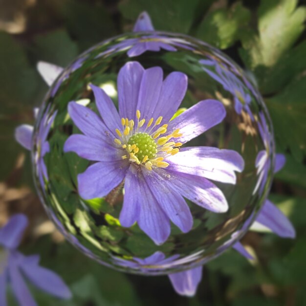 Photo close-up of purple flower