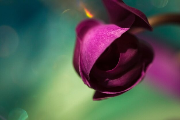 Close-up of purple flower