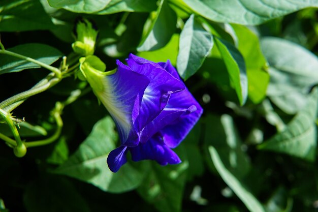 Photo close-up of purple flower