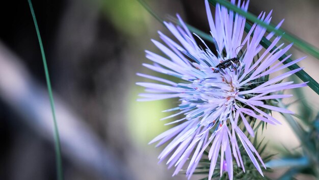 Close-up of purple flower