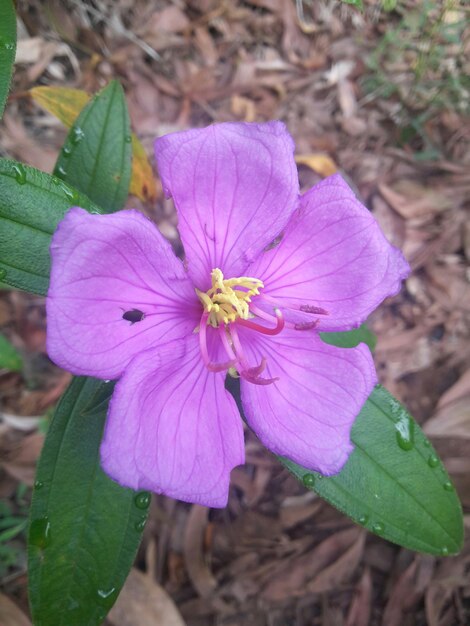 Close-up of purple flower