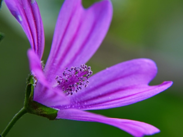 紫の花のクローズアップ
