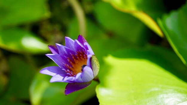 Close-up of purple flower