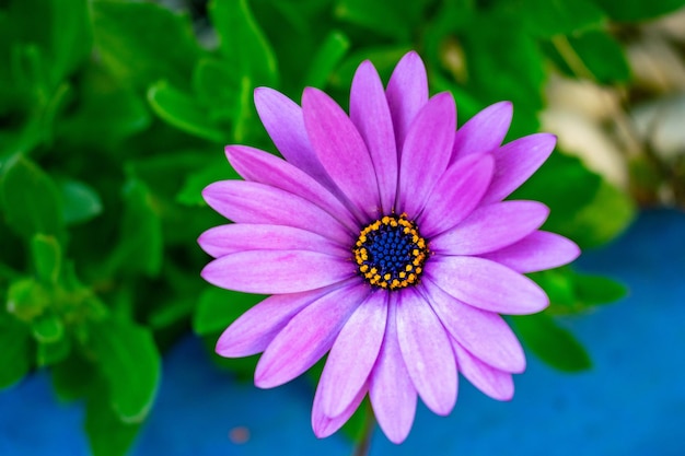 Photo close-up of purple flower