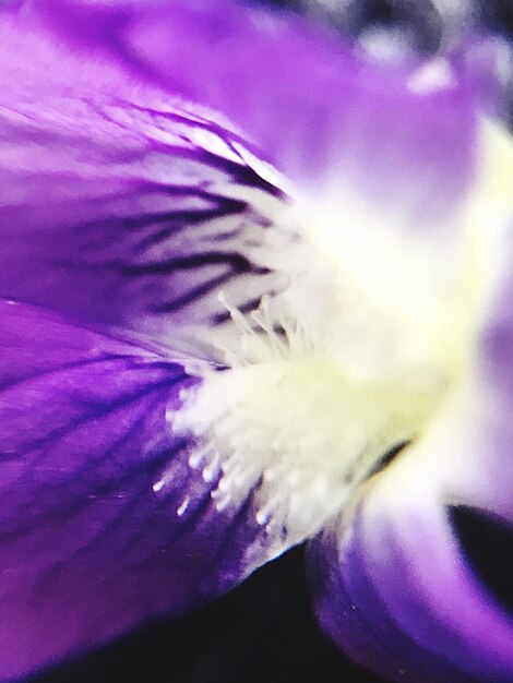 Close-up of purple flower