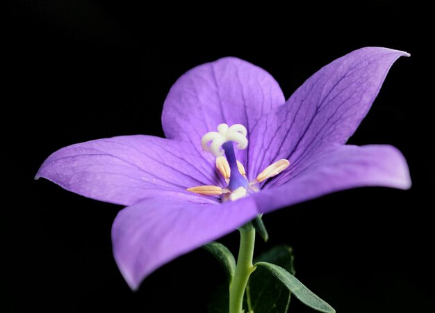 Foto prossimo piano del fiore viola