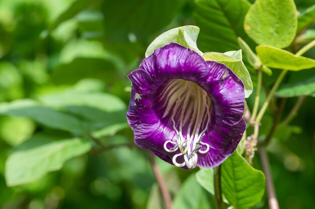 Close-up of purple flower