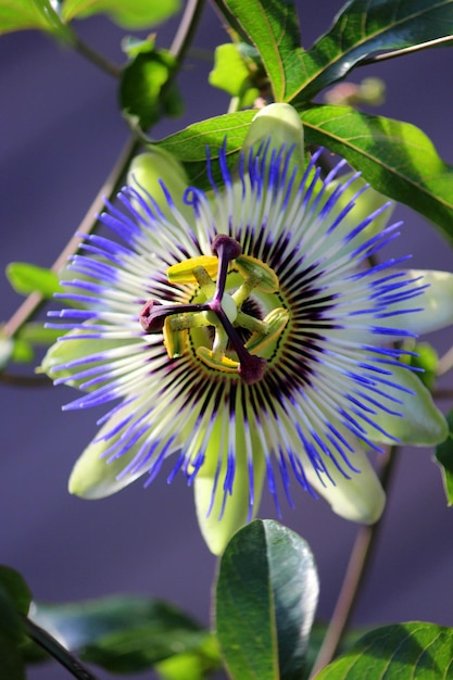 Close-up of purple flower