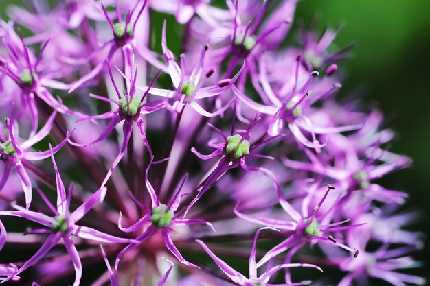 Foto prossimo piano dell'allium a fiori viola