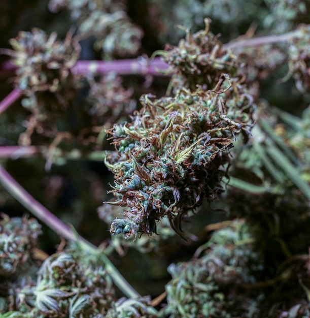 Close-up of purple flowering cannabis plant