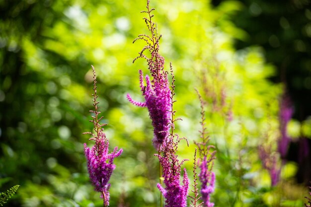 Close-up of purple flowering plant against blurred background