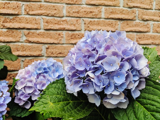 Foto close-up di pianta a fiori viola contro una parete di mattoni.