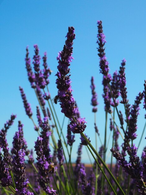 Close-up of purple flowering plant against clear blue sky