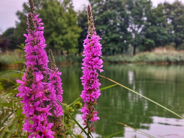 Close-up of purple flowering plant against lake