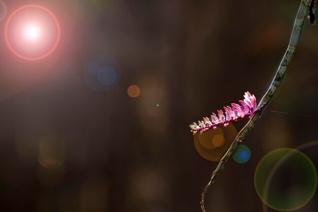 Foto close-up di una pianta a fiori viola contro il cielo