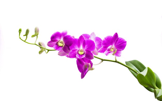 색 배경 에 보라색 꽃 이 피는 식물 의 클로즈업.