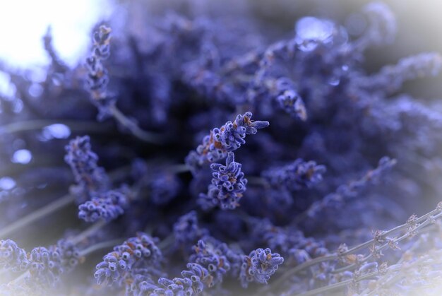 Foto prossimo piano di una pianta a fiori viola durante l'inverno