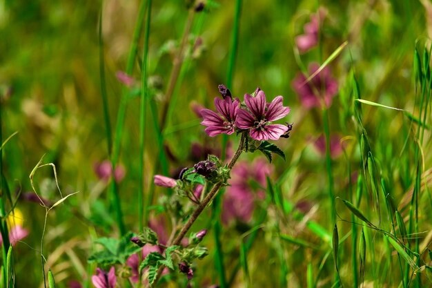 Close-up of purple flowering plant on field