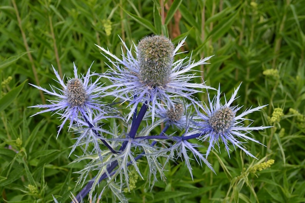 Photo close-up of purple flowering plant on field