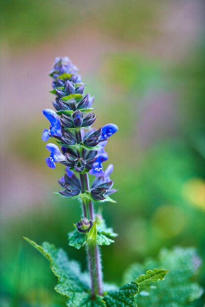 Photo close-up of purple flowering plant on field