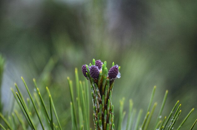 Close-up of purple flowering plant on field