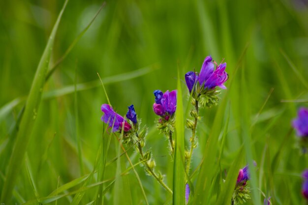 Photo close-up of purple flowering plant on field