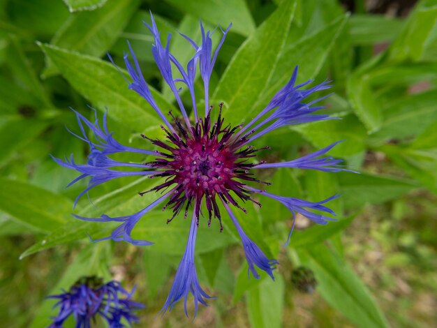 Foto prossimo piano di una pianta a fiori viola sul campo