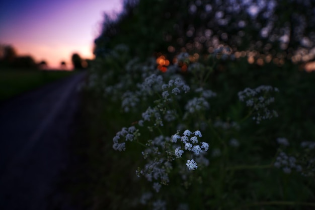 Photo close-up of purple flowering plant on field