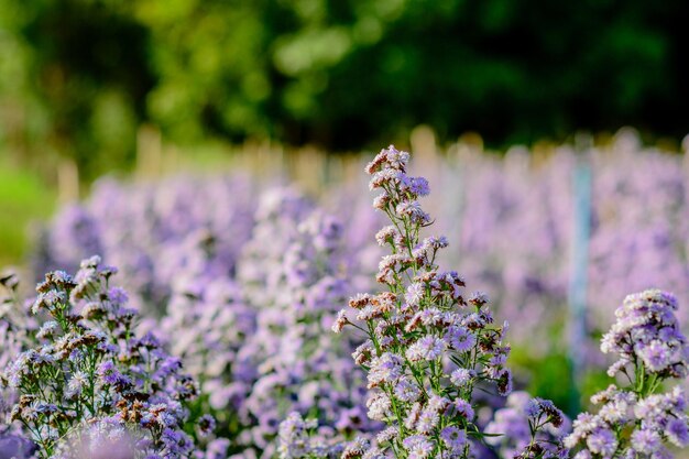 Close-up of purple flowering plant on field