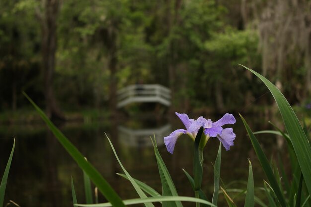 Close-up of purple flowering plant on field