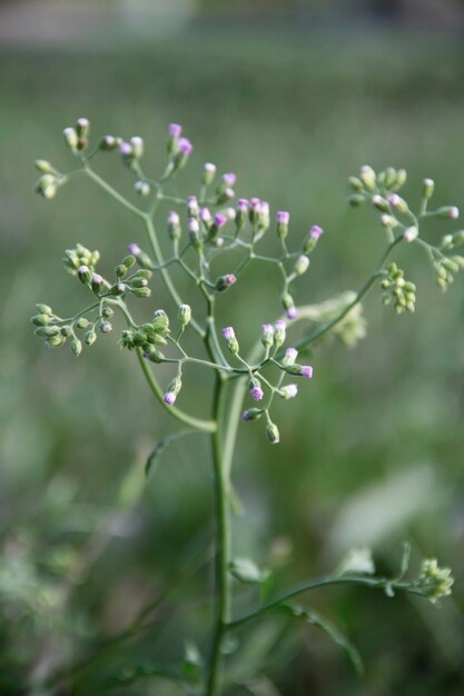 Foto prossimo piano di una pianta a fiori viola sul campo