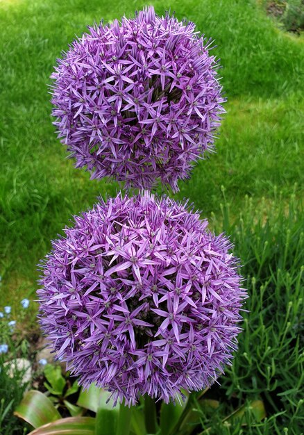 Close-up of purple flowering plant in field