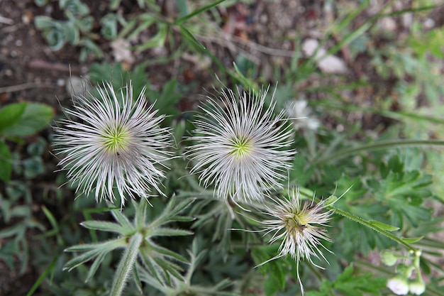 Photo close-up of purple flowering plant on field