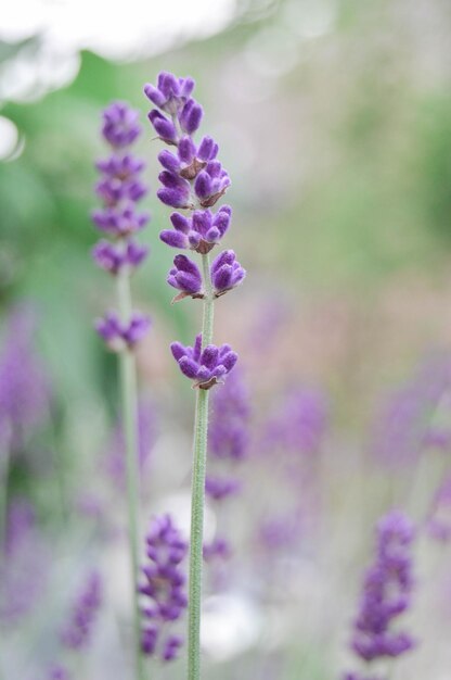 Close-up of purple flowering plant on field