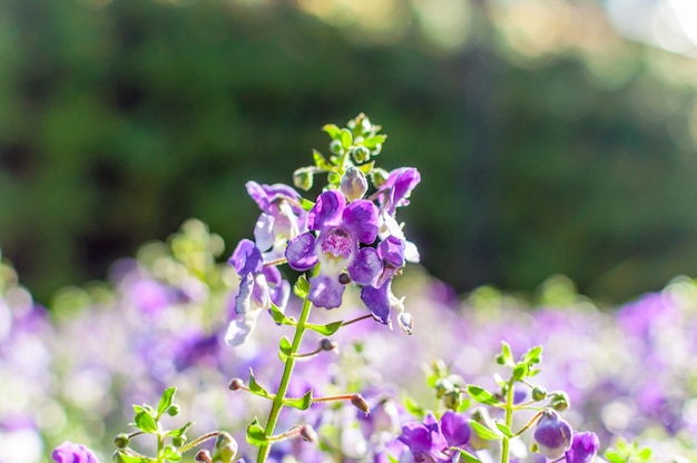 畑 の 紫 の 花 の 植物 の クローズアップ