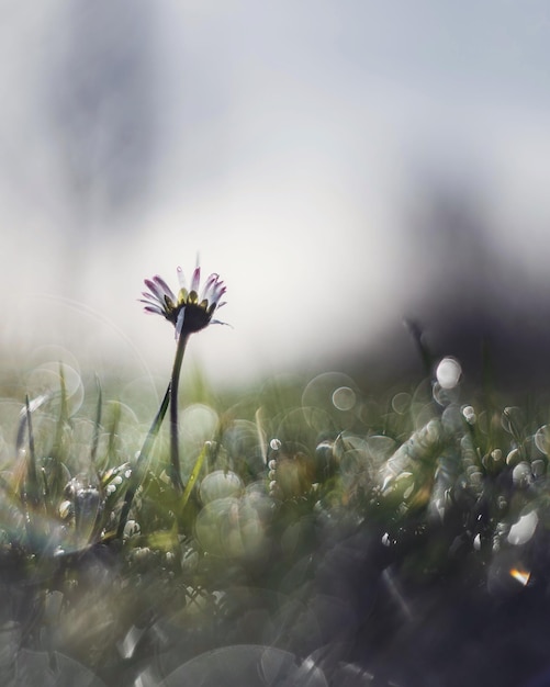 Foto prossimo piano di una pianta a fiori viola sul campo