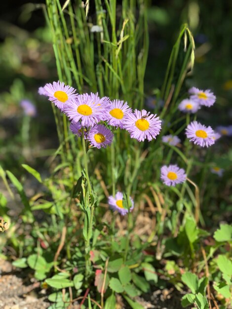 Foto prossimo piano di una pianta a fiori viola sul campo