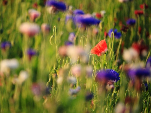 Close-up of purple flowering plant on field