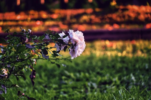 Close-up of purple flowering plant on field