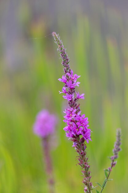 Close-up of purple flowering plant on field