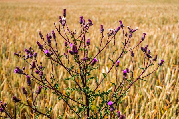 Photo close-up of purple flowering plant on field