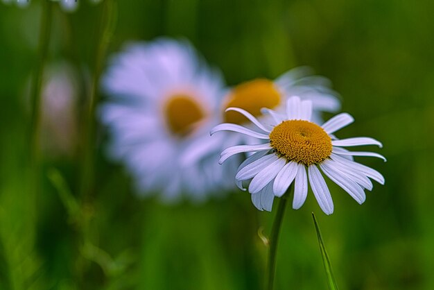 Photo close-up of purple flowering plant on field