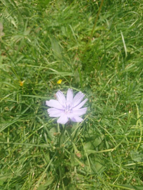 Foto prossimo piano di una pianta a fiori viola sul campo